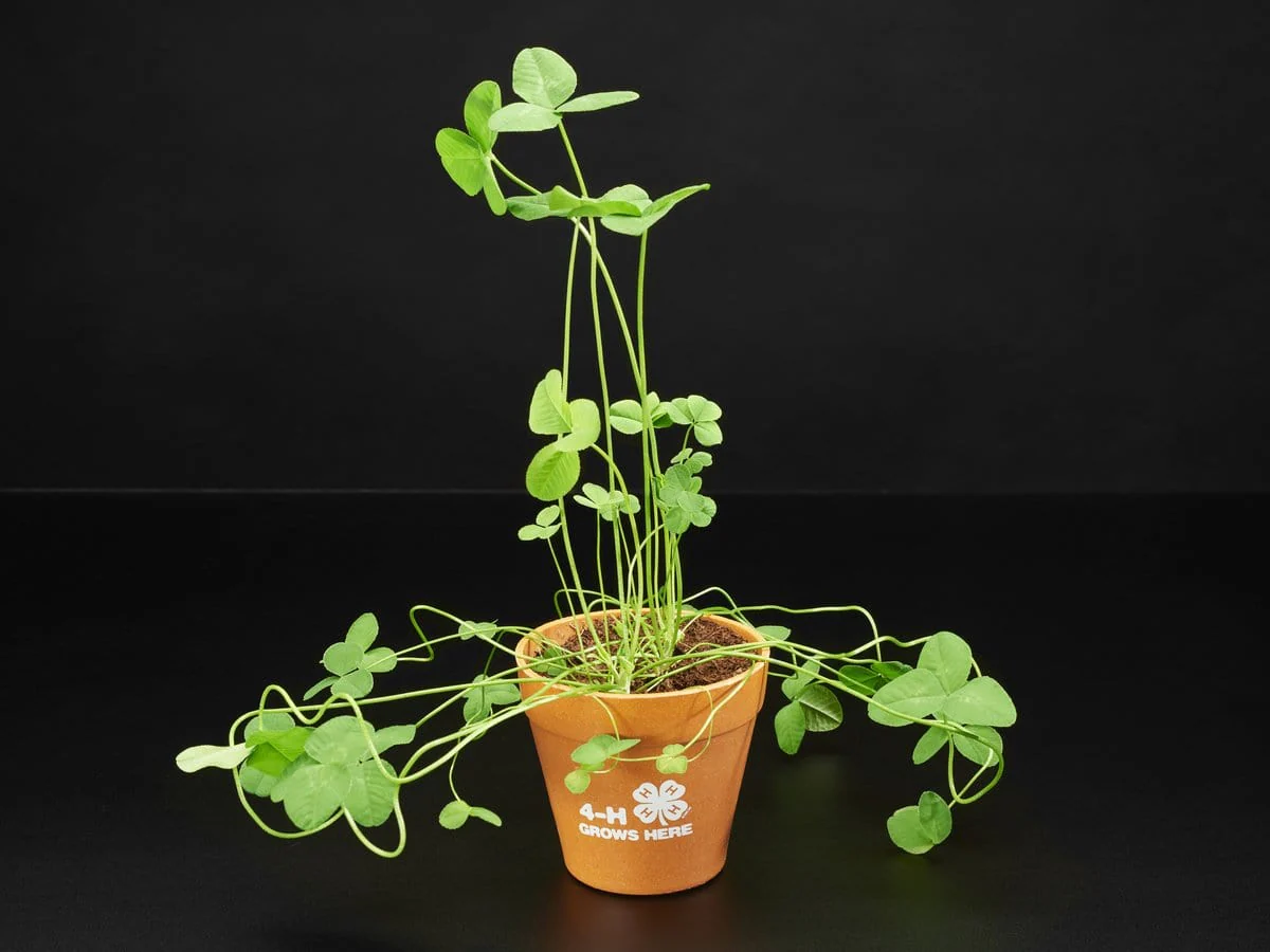 4-H Grow Your Own Clovers Kit with Circuit Playground Express (Soil Sensor Mini Kit) - Image 6