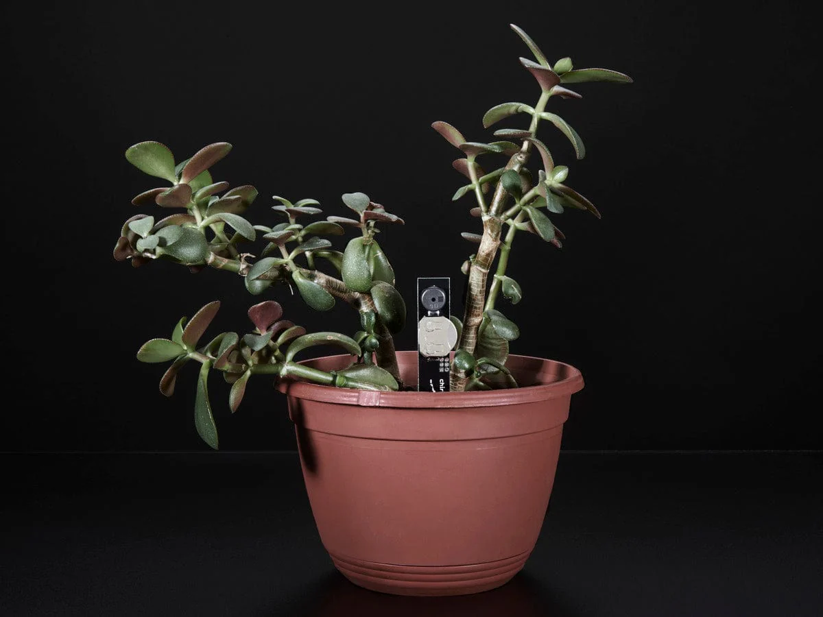 Chirp! The Plant Watering Alarm - Image 3